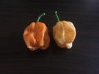 Superhot Pepper Seed Variety Pack: 25+ Unlabeled Mixed Rare Seeds