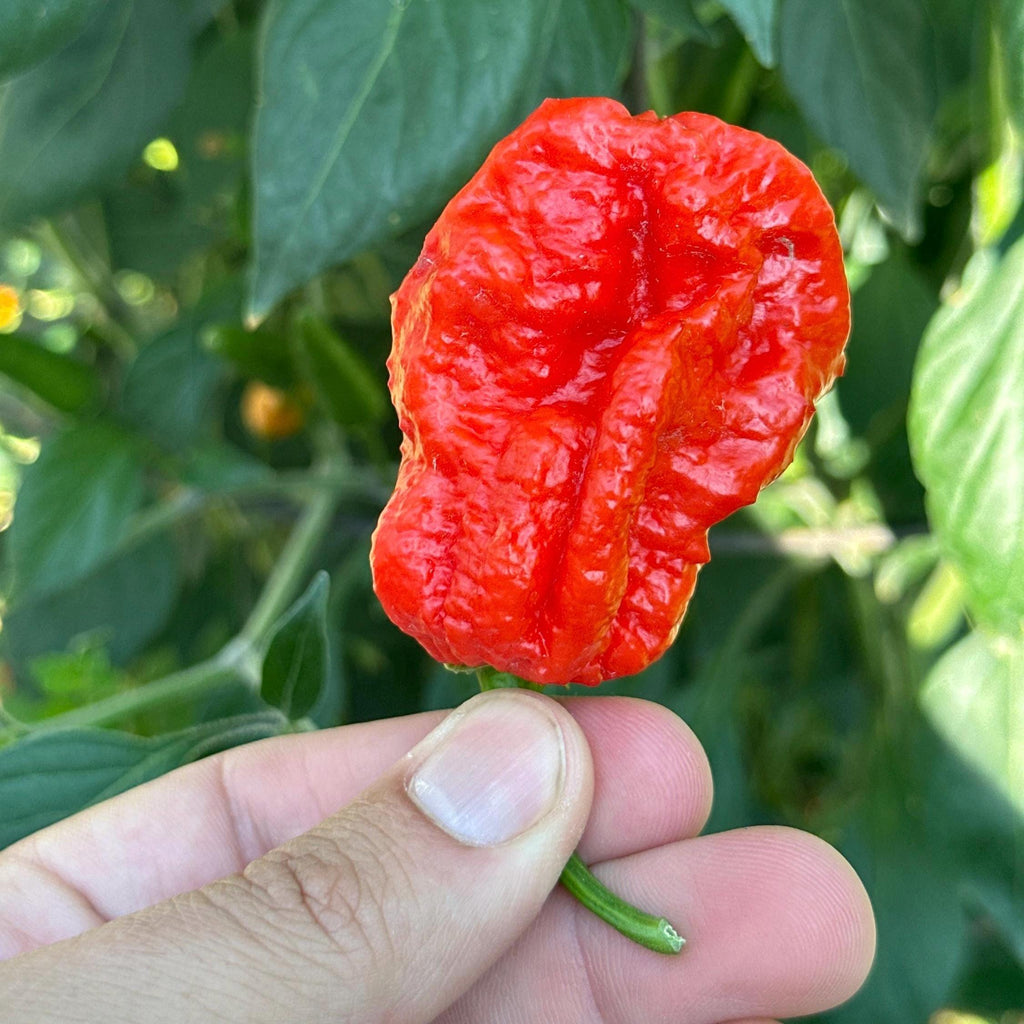 Jamaican Habanero Cross F3 Pepper Seeds - 20+ Hot Seeds
