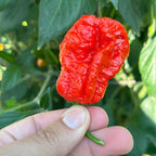 Jamaican Habanero Cross F3 Pepper Seeds - 20+ Hot Seeds