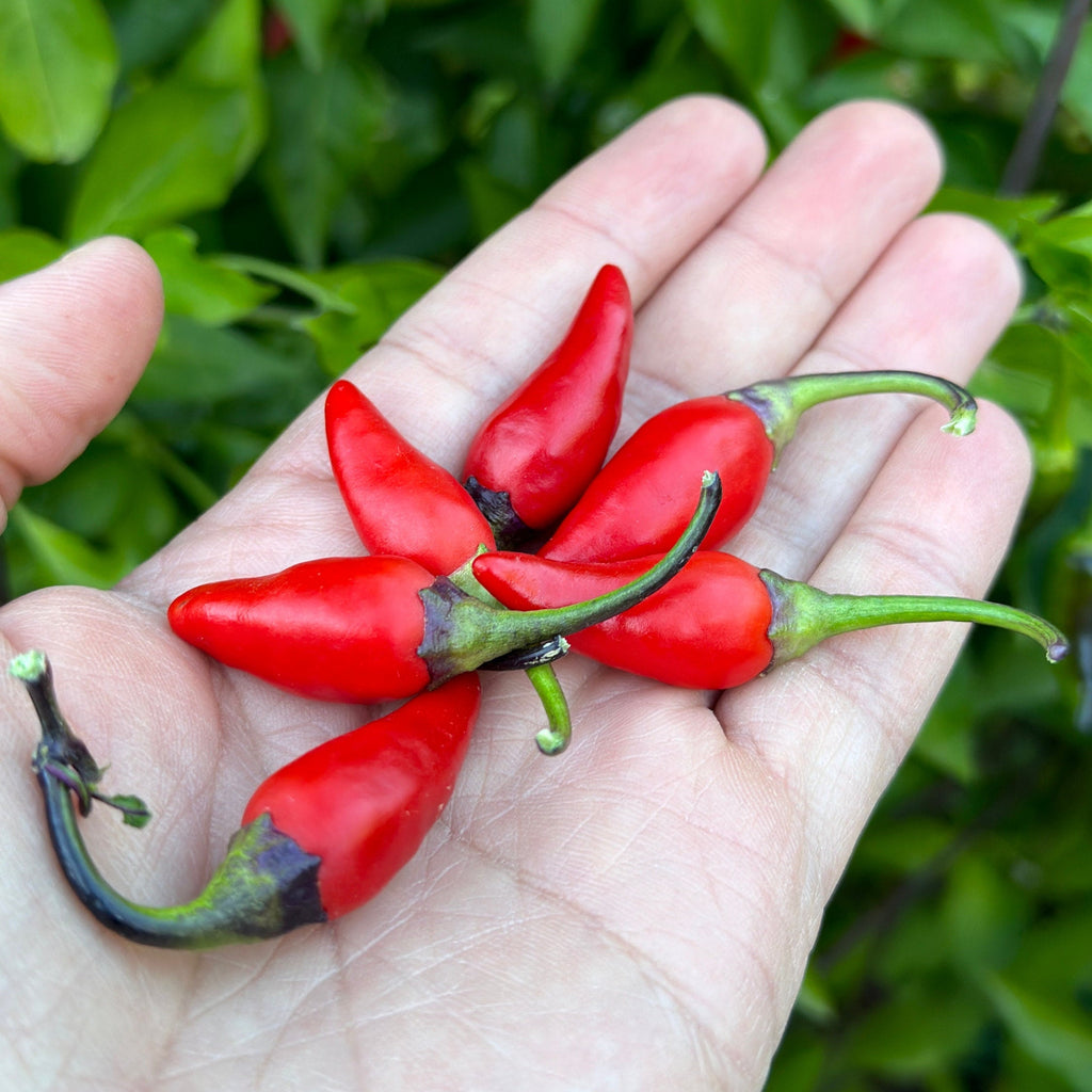 Purple NN Pepper Seeds: Colorful Peppers (20+ Seeds)