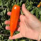 Aji Amarillo Pepper Seeds – Capsicum Baccatum (20+ Seeds)