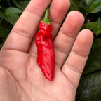 WHP 36 Red F3 Pepper Seeds -   20+ Hot Pepper Seeds