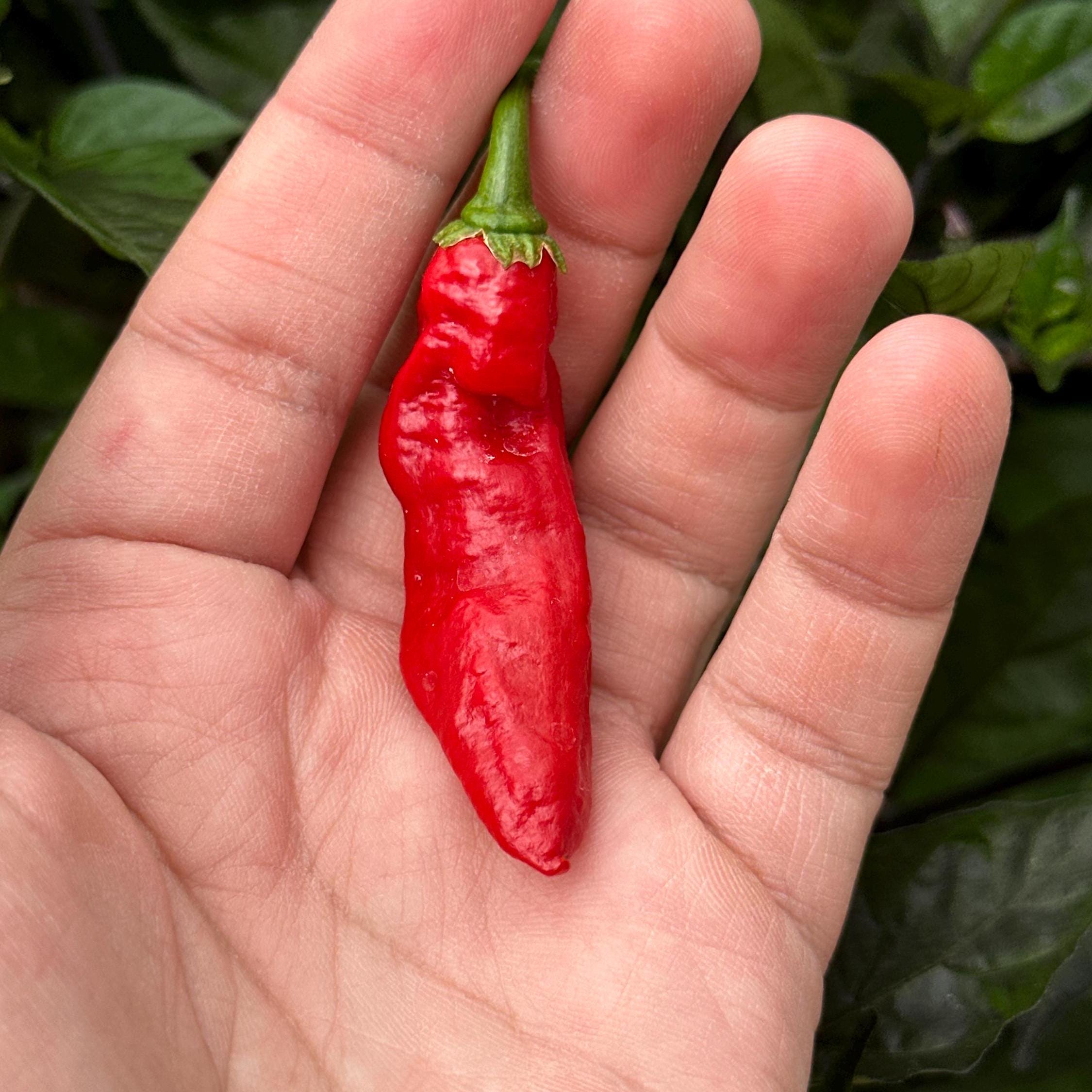 WHP 36 Red F3 Pepper Seeds -   20+ Hot Pepper Seeds