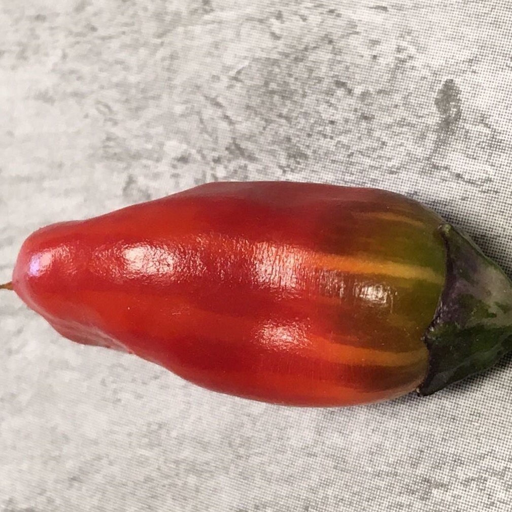 Variegated Jigsaw Pepper Seeds -   20+ Pepper Seeds