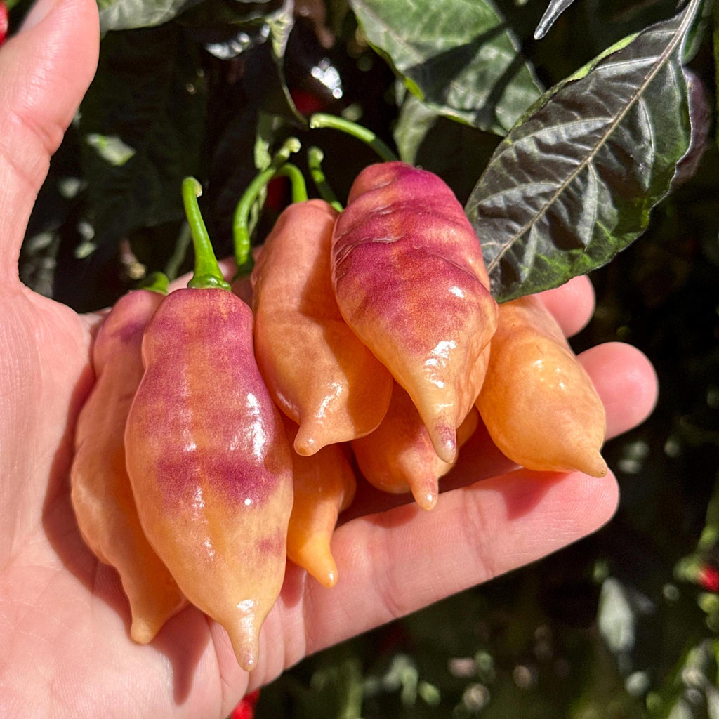 Amethyst Fire Pepper Seeds  -  20+ Pepper Seeds
