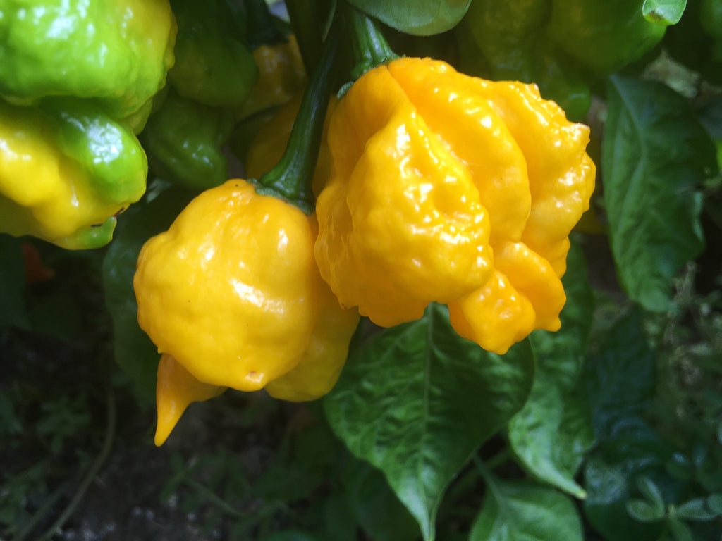 Yellow Moruga  Cross Pepper Seeds  -  20+ Hot Pepper Seeds