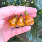 Pointed Mustard Habanero Pepper Seeds -   20+ Hot Pepper Seeds