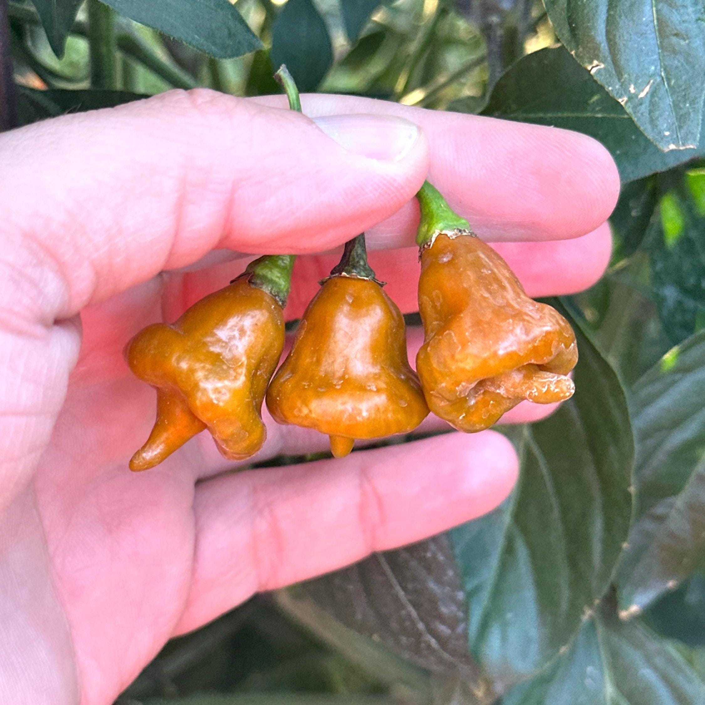 Pointed Mustard Habanero Pepper Seeds -   20+ Hot Pepper Seeds