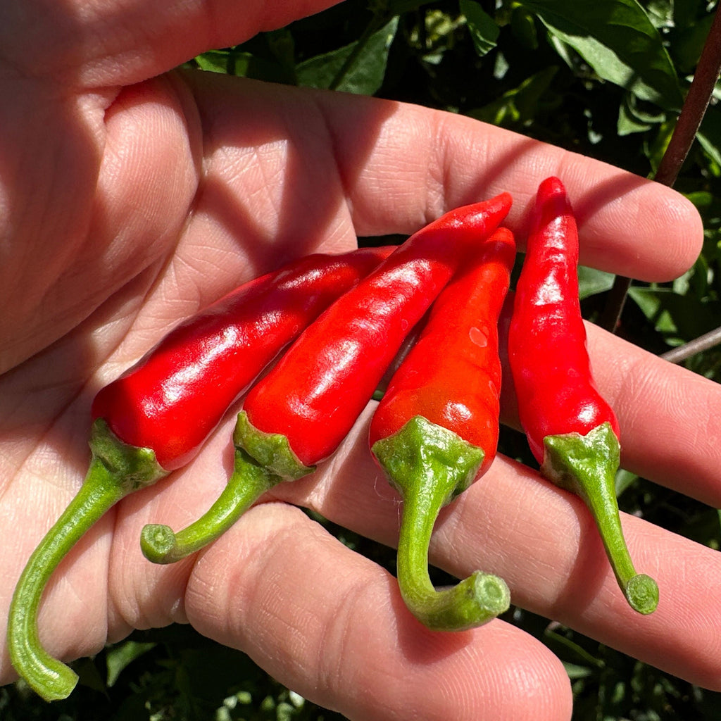 Wild Brazil Cross F2 Seeds - Hot Pepper Variety (20+ Seeds)