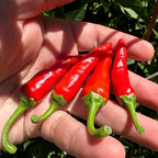 Wild Brazil Cross F2 Seeds - Hot Pepper Variety (20+ Seeds)
