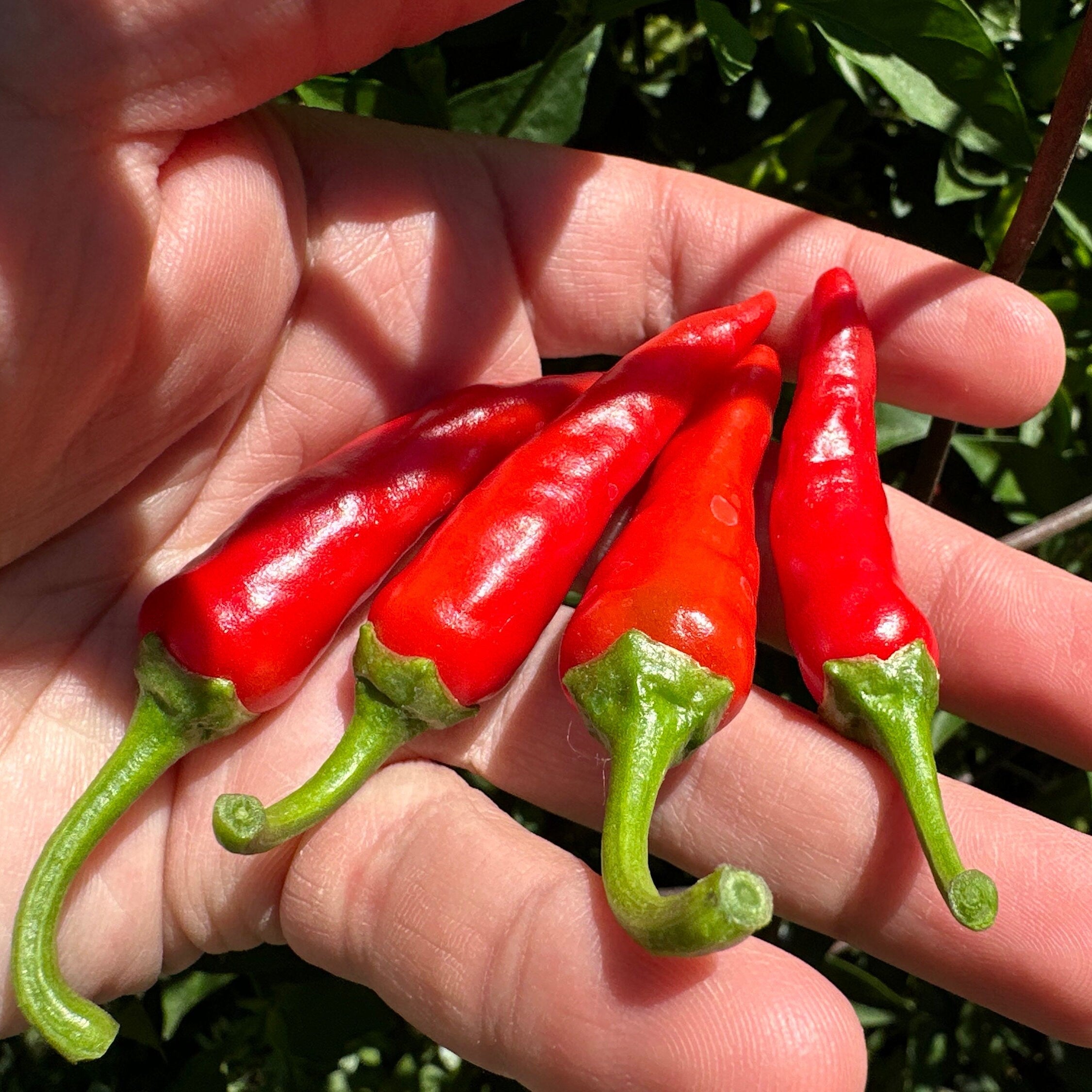 Wild Brazil Cross F2 Seeds - Hot Pepper Variety (20+ Seeds)