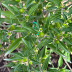 Pequin  Pepper Seeds -  Bird Pepper - 20+ Hot Pepper Seeds