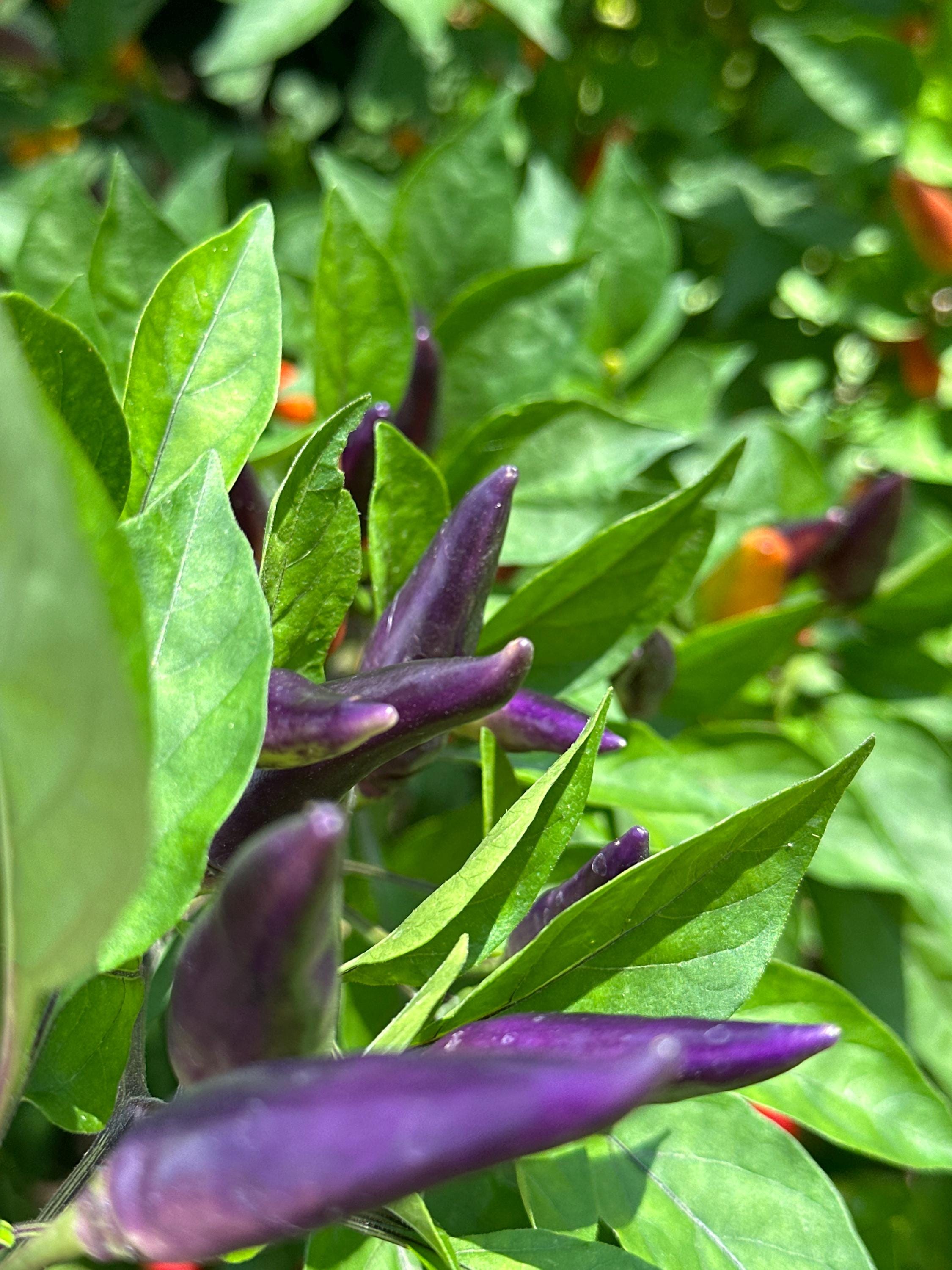 Tabasco Specialty Cross Pepper Seeds  -  20+ Pepper Seeds