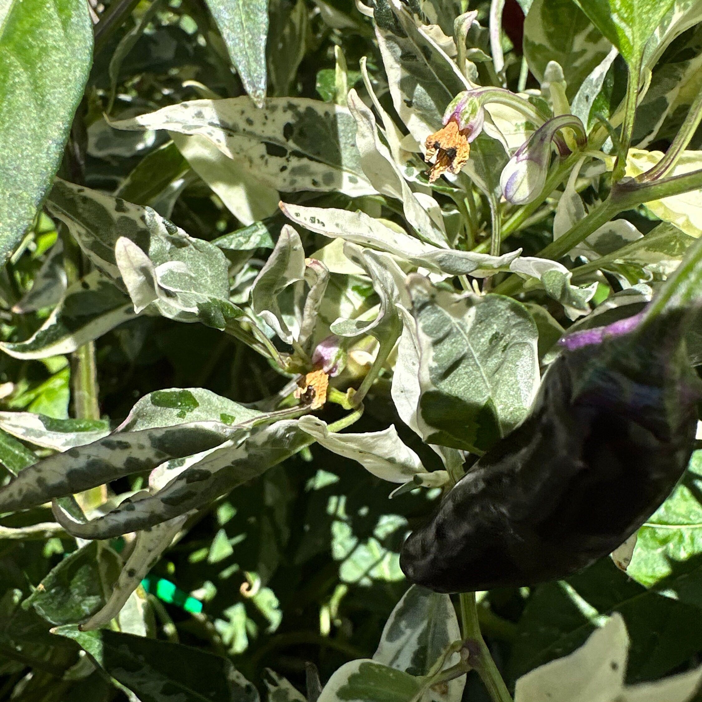 Purple Cacho White Leaf Pepper Seeds -   20+ Pepper Seeds