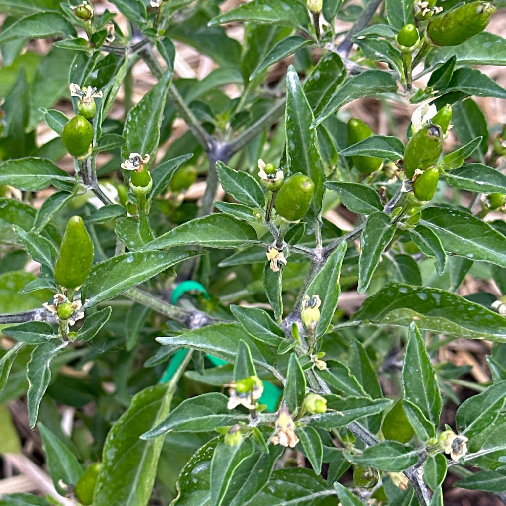 Pequin  Pepper Seeds -  Bird Pepper - 20+ Hot Pepper Seeds