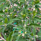 Pequin  Pepper Seeds -  Bird Pepper - 20+ Hot Pepper Seeds