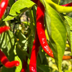 Long Cayenne Pepper Seeds - Hot & Spicy (20+ Seeds)