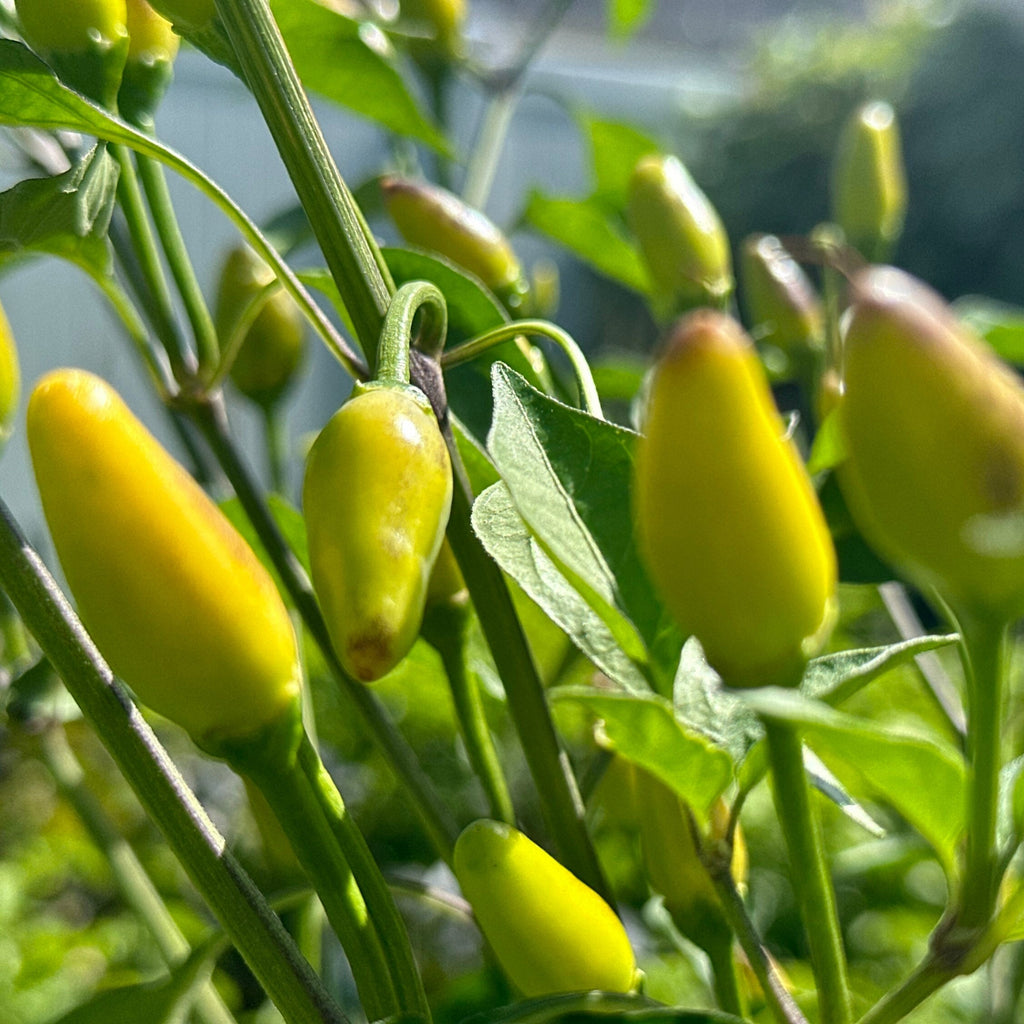 Tree Habanero Pepper Seeds - 20+ Hot, Open Pollinated Seeds