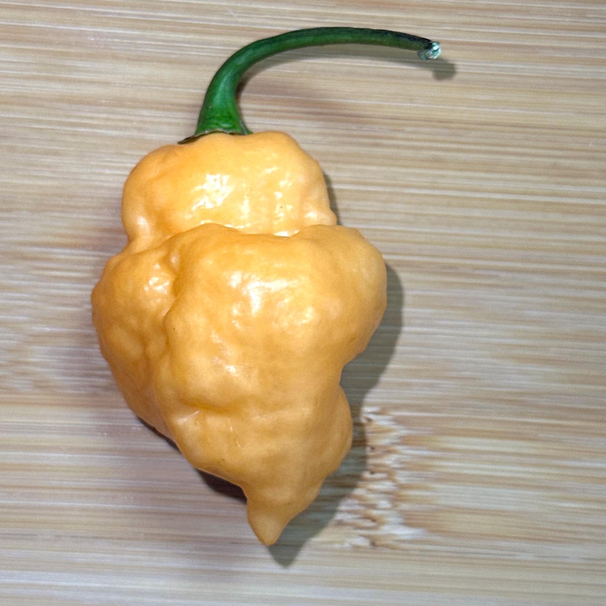 Orange Chicken F6 Pepper Seeds - 20+ Hot Pepper Seeds – Mike's