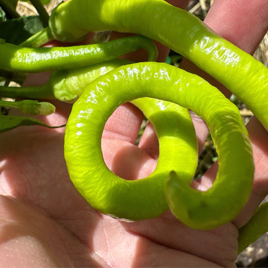 Corbaci Pepper Seeds – Turkish Sword, Sweet & Crunchy (20+ Seeds)