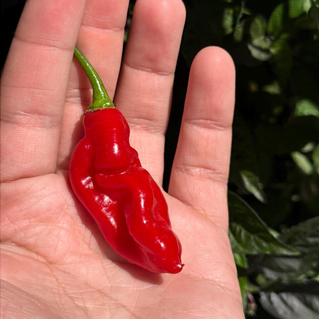 WHP 36 Red F3 Pepper Seeds -   20+ Hot Pepper Seeds