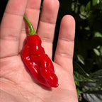 WHP 36 Red F3 Pepper Seeds -   20+ Hot Pepper Seeds