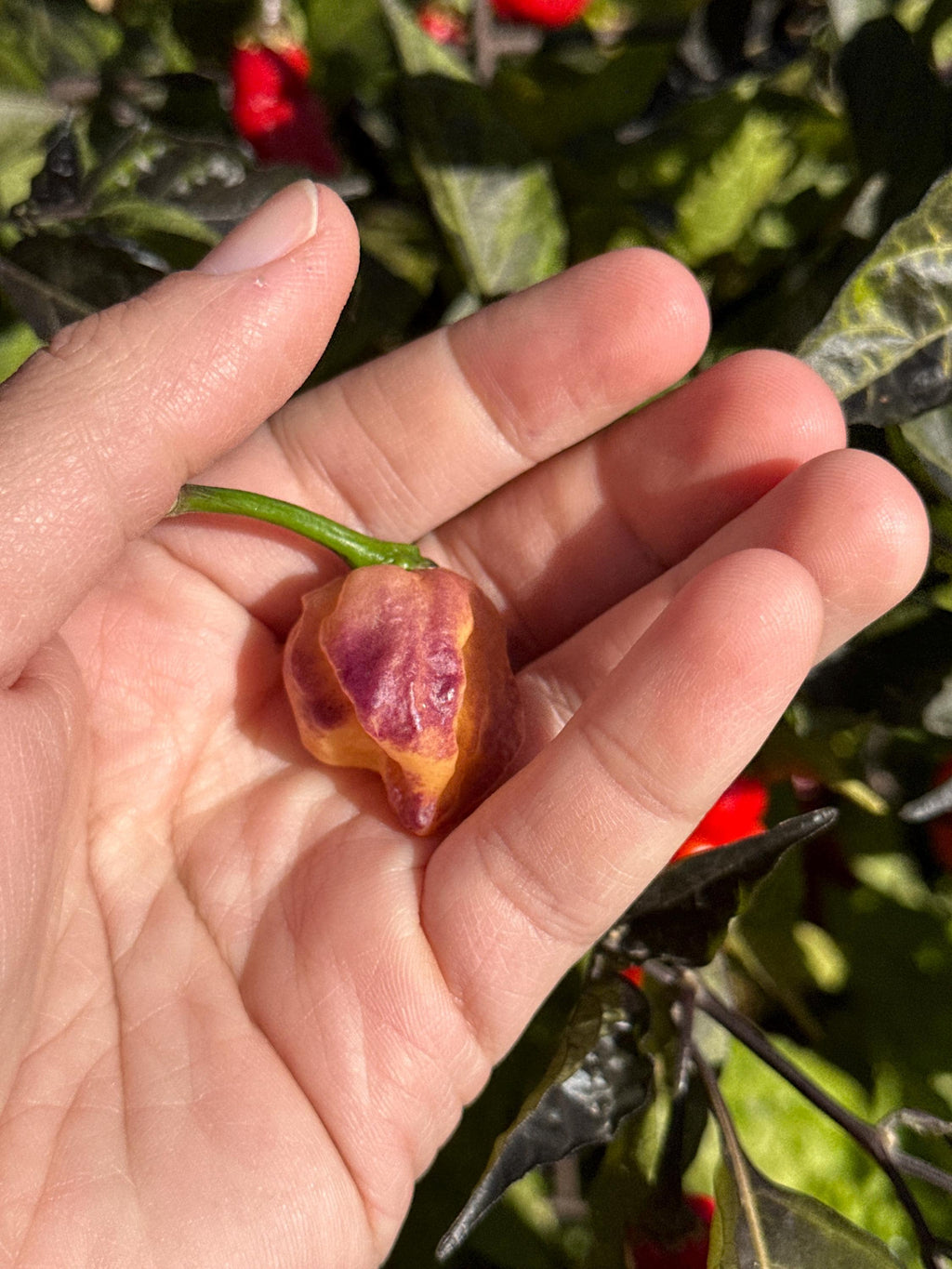 JPGS x GYPOB (Cream) F5 Pepper Seeds -  Jays Peach Ghost Scorpion x Ghost Yaki Purple Orange Big 20+ Super Hot Pepper Seeds