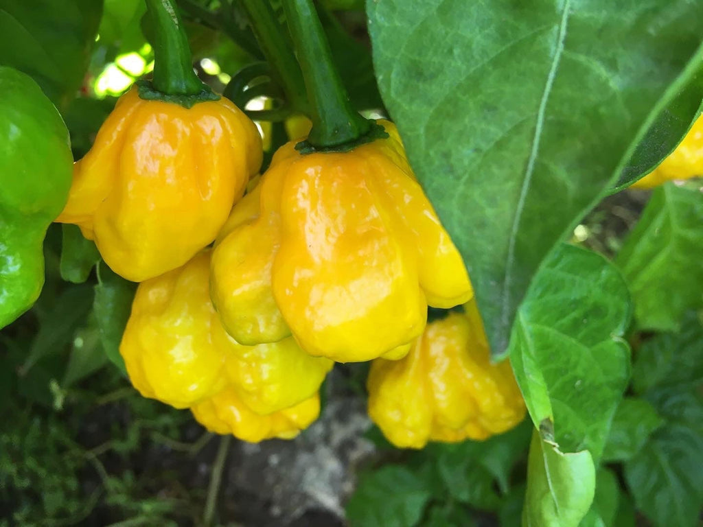 Yellow Moruga  Cross Pepper Seeds  -  20+ Hot Pepper Seeds