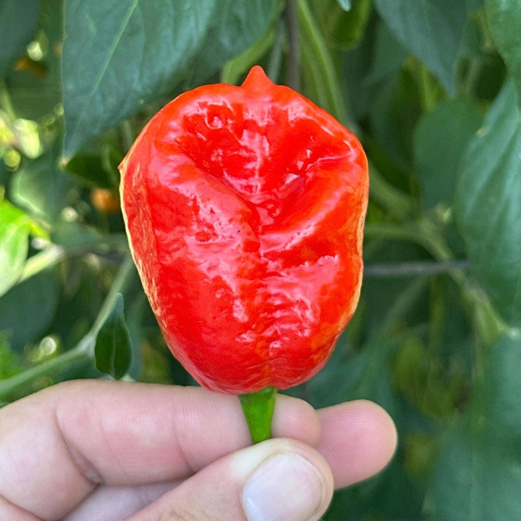 Jamaican Habanero Cross F3 Pepper Seeds - 20+ Hot Seeds