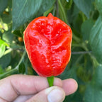 Jamaican Habanero Cross F3 Pepper Seeds - 20+ Hot Seeds