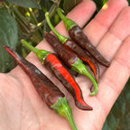 Mixed Variegated Pepper Seed Variety Pack Unlabeled Seeds - 25+  Rare Pepper Seeds