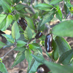 Pequin Purple Cross F2 Pepper Seeds – Hot, Open Pollinated (20+ Seeds)