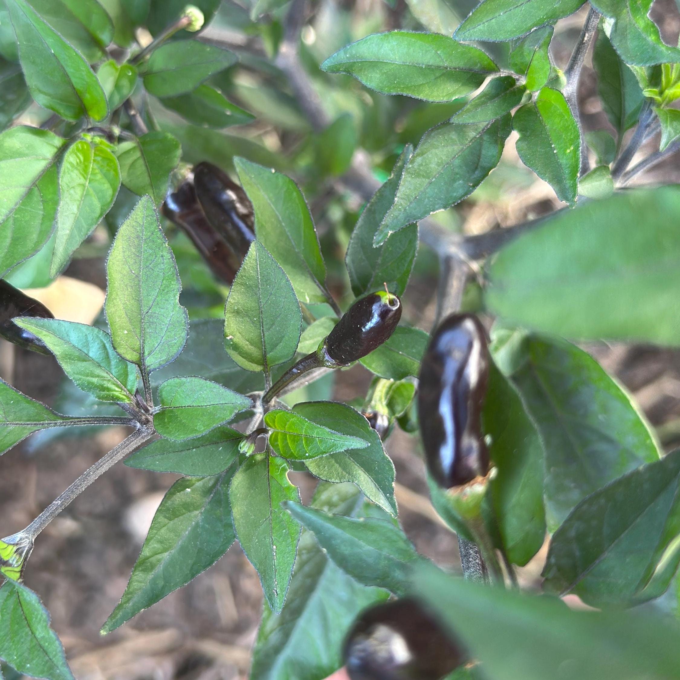 Pequin Purple Cross F2 Pepper Seeds – Hot, Open Pollinated (20+ Seeds)