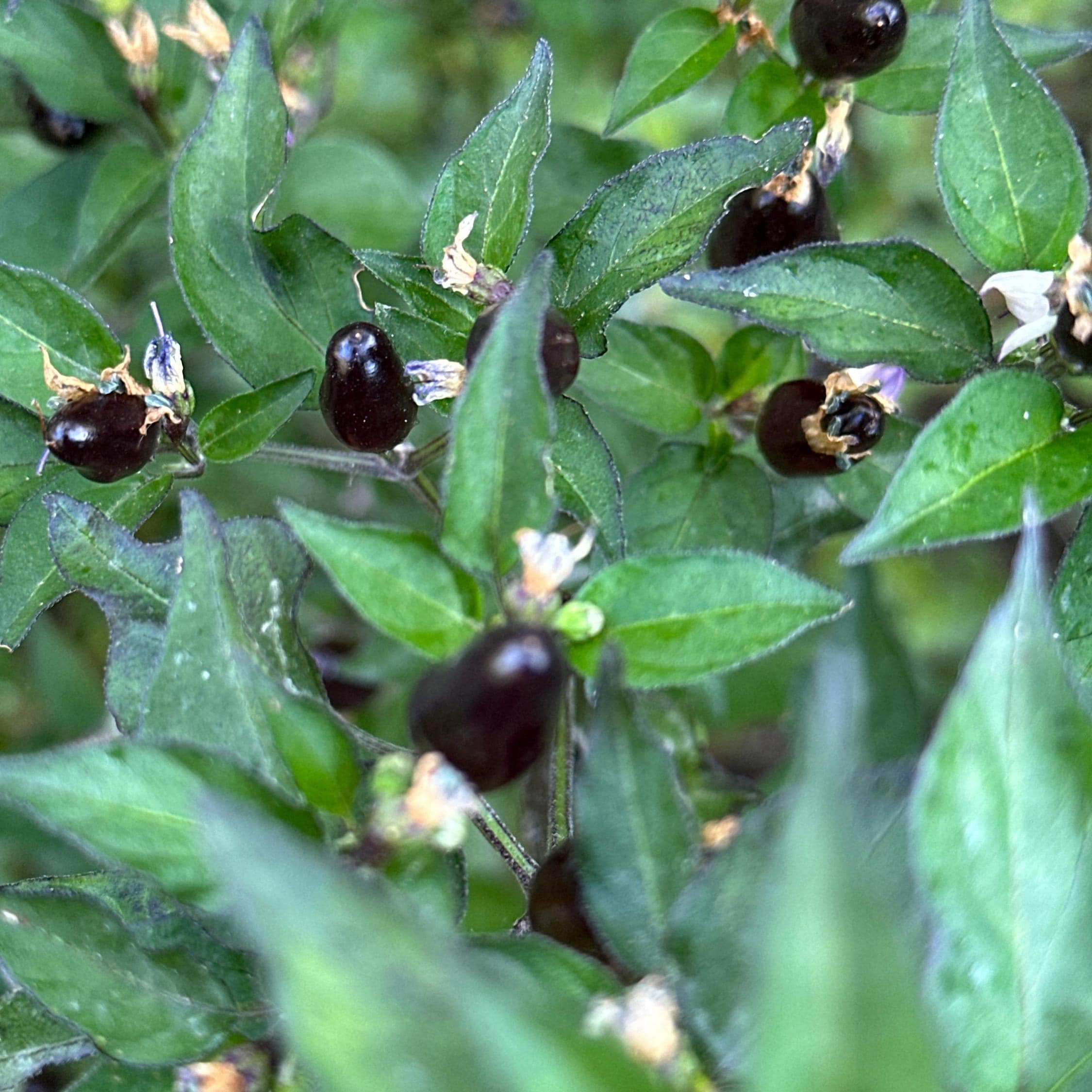 Purple Texas Rice Cross F2 Pepper Seeds – Hot Sauce Variety (20+ Seeds)