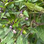 Variegated Filius Blue Pepper Seeds: Colorful Hot Peppers (20+ Seeds)