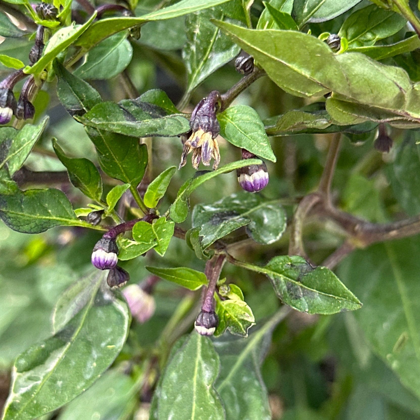 Variegated Filius Blue Pepper Seeds: Colorful Hot Peppers (20+ Seeds)