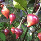 7 - Pack Pepper Seed Combo Deal - 140+ Pepper Seeds