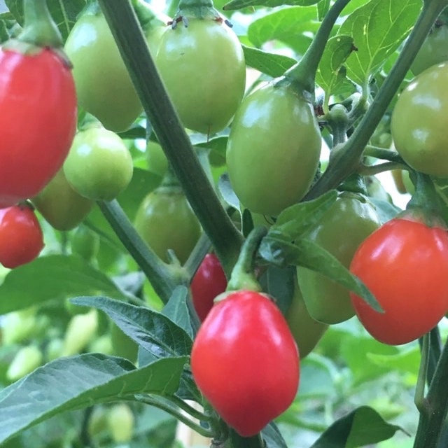Aji Charapita Cross Red Pepper Seeds  -  20+ Hot Pepper Seeds