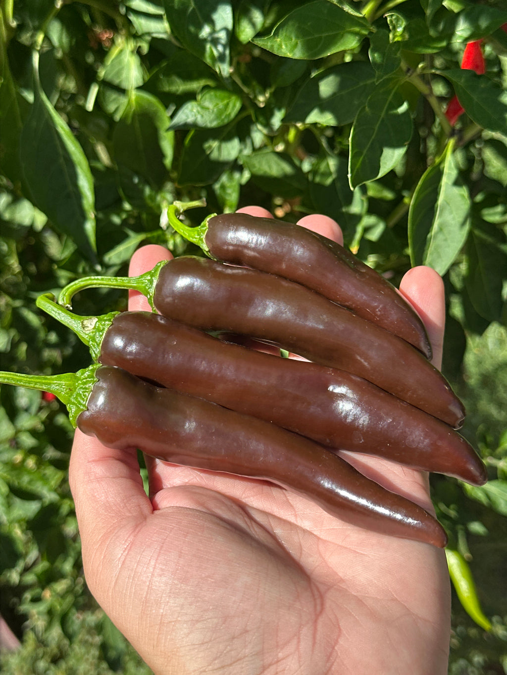 Chocolate Bananapeno  Pepper Seeds -   20+ Hot Pepper Seeds