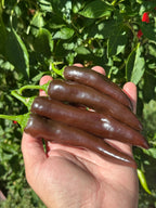 Chocolate Bananapeno  Pepper Seeds -   20+ Hot Pepper Seeds
