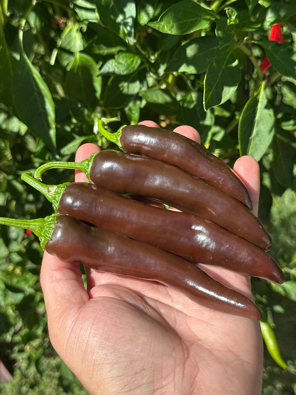 Chocolate Bananapeno  Pepper Seeds -   20+ Hot Pepper Seeds