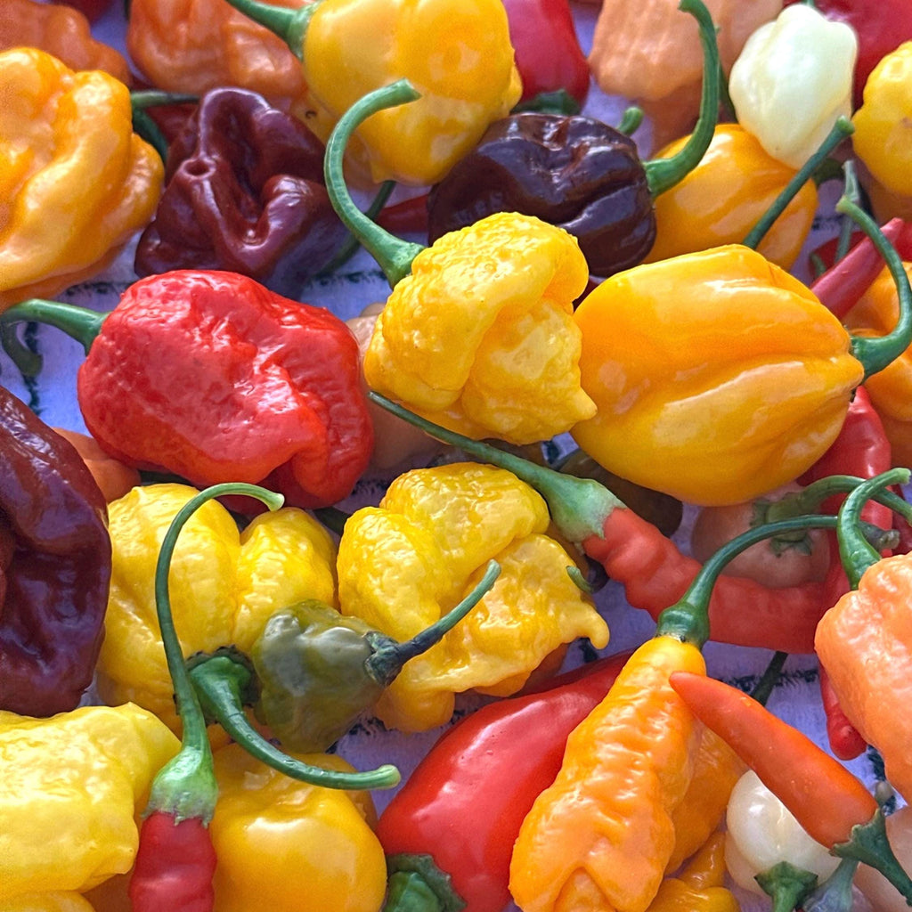 Mixed Rare Pepper Seed Variety Pack Unlabeled Seeds   -  40+ Pepper Seeds