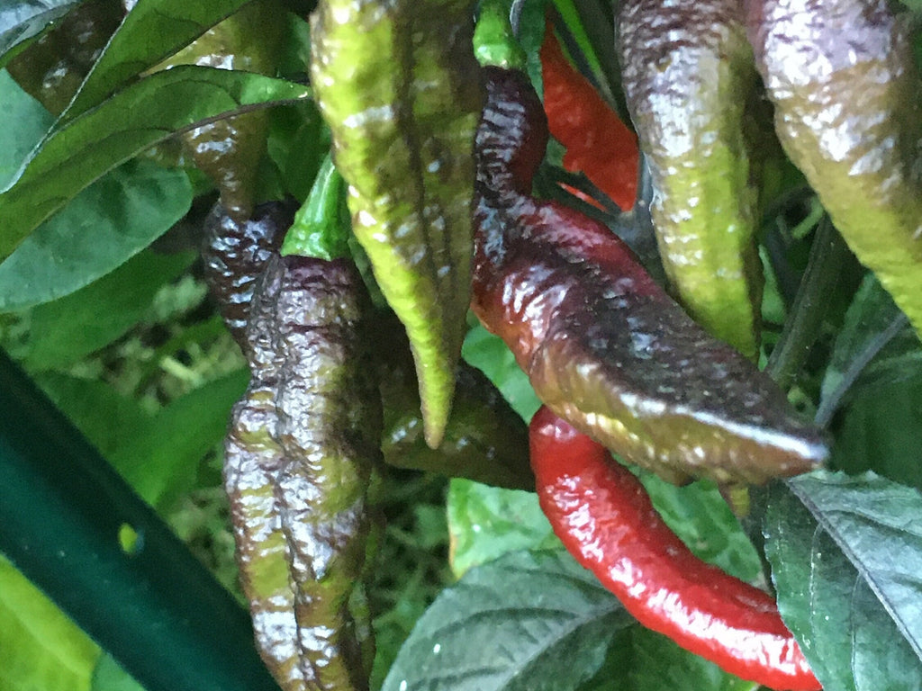 Mystery Pepper Seed Pack -Mike's Pick - 20+ Pepper Seeds