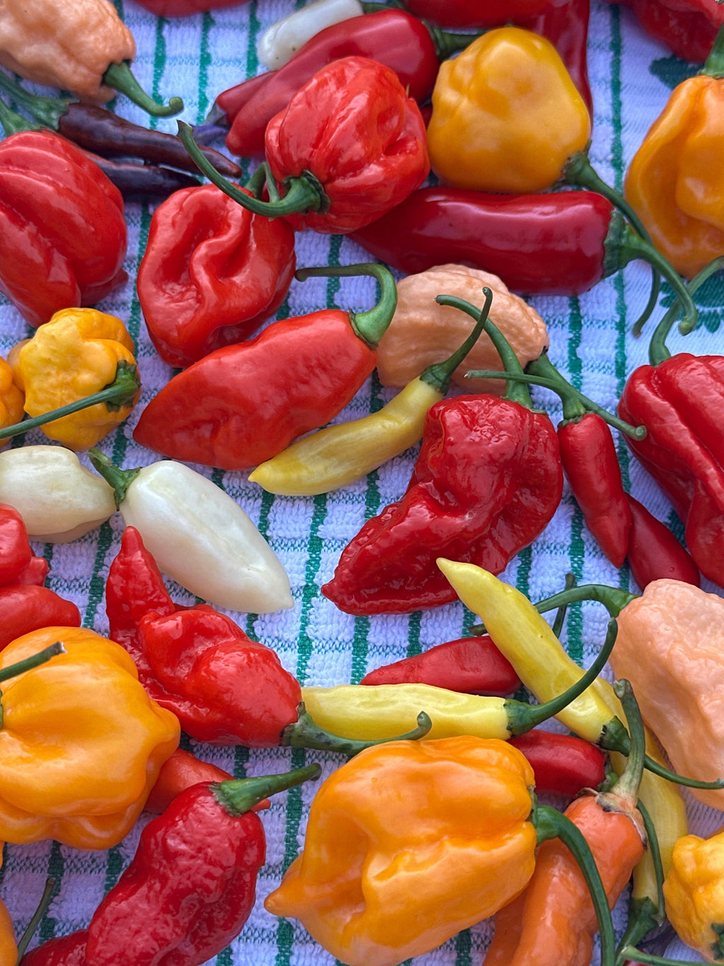 Fresh Hot Peppers -Mixed Varieties Small USPS Priority Mail Flat Rate Box