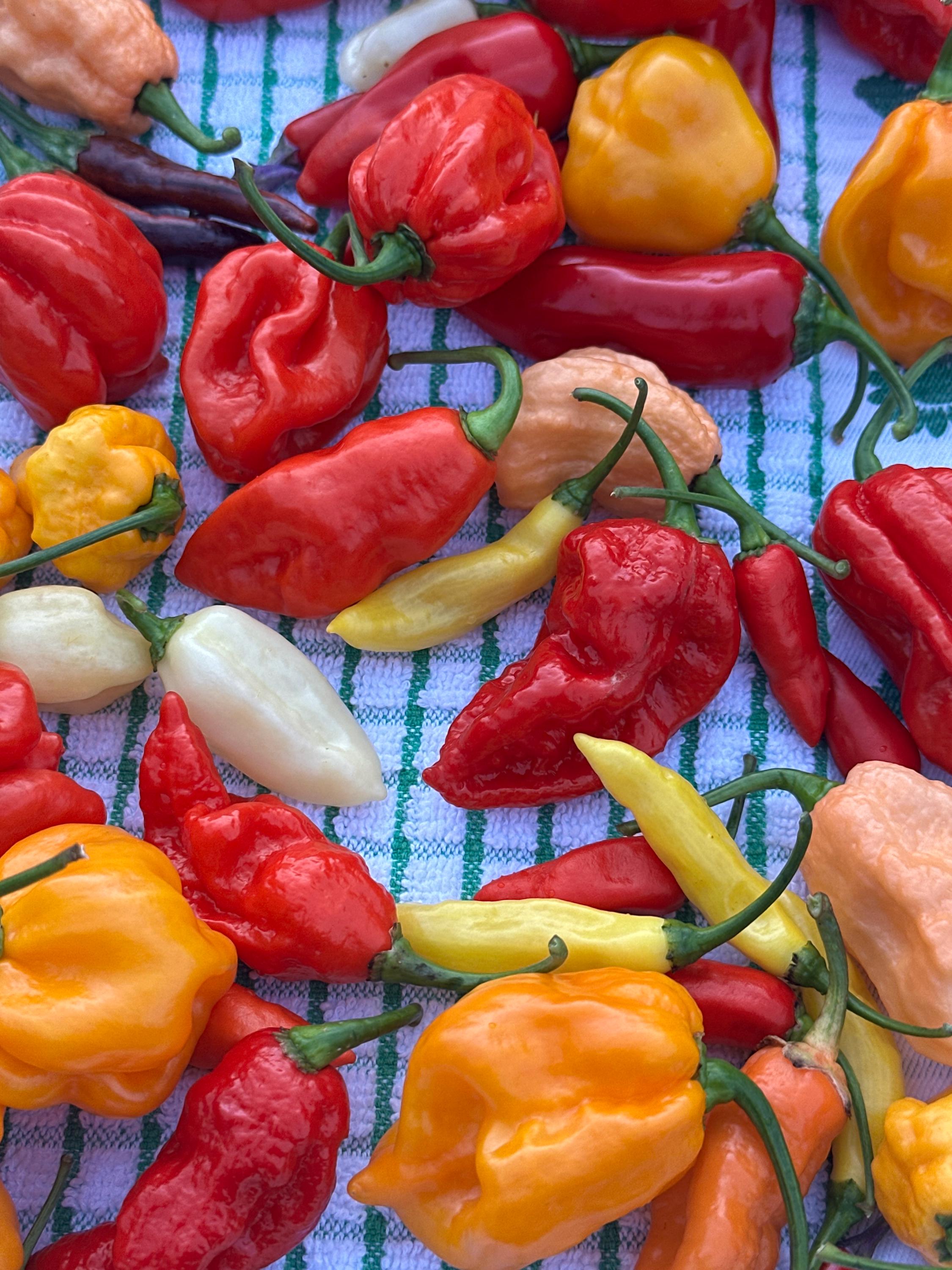 Fresh Hot Peppers -Mixed Varieties Small USPS Priority Mail Flat Rate Box