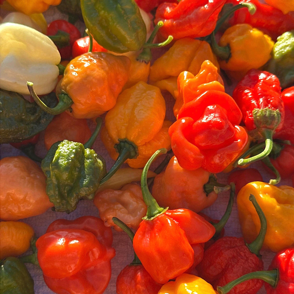 Mixed Rare Pepper Seed Variety Pack Unlabeled Seeds   -  40+ Pepper Seeds