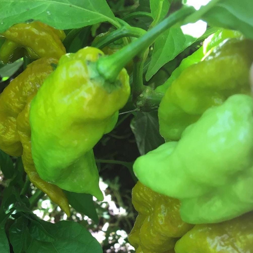 Mustard Carbonero Cross Pepper Seeds  -  20+ Hot Pepper Seeds