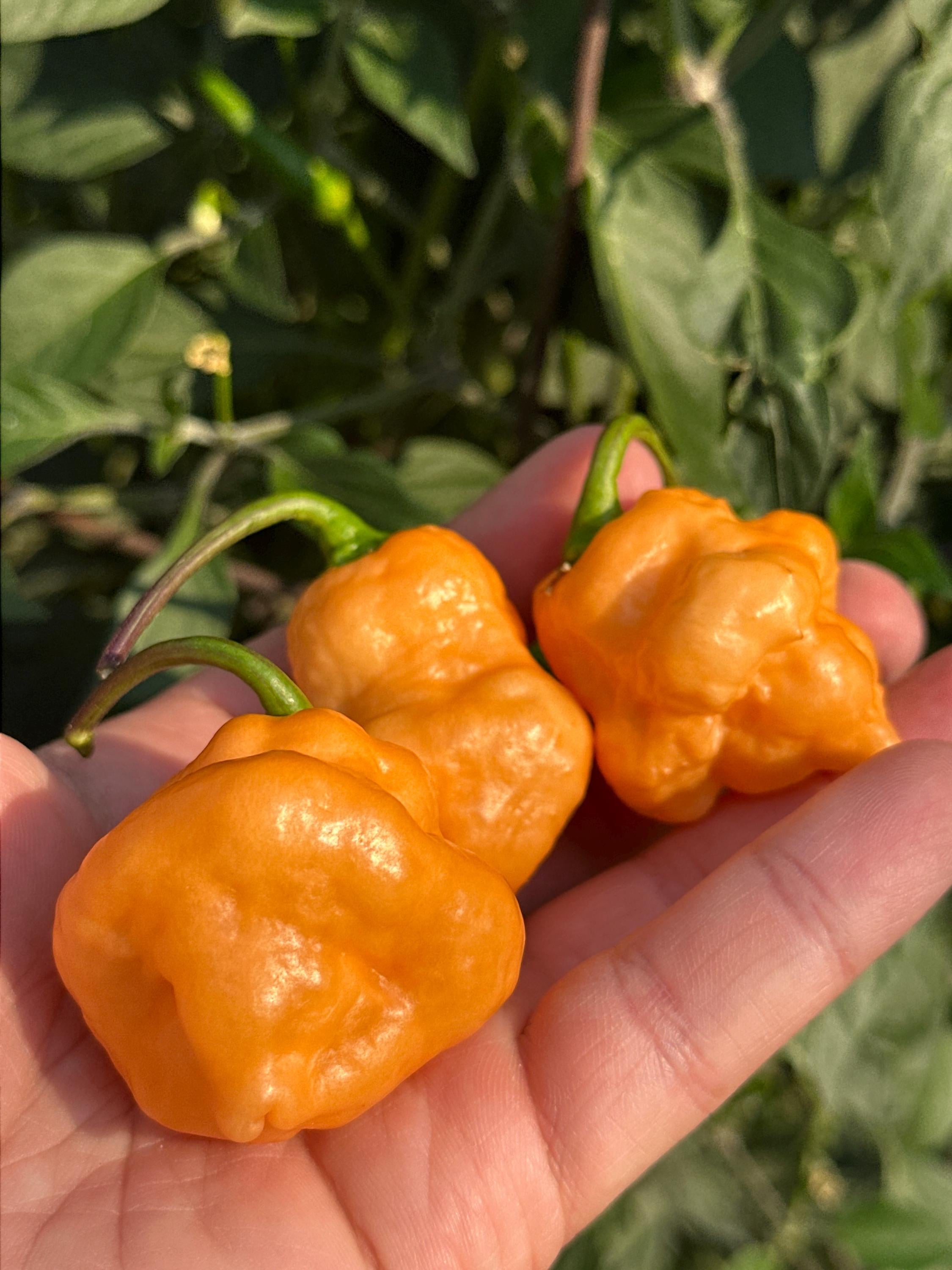 Orange Chicken F6 Pepper Seeds -  20+ Hot Pepper Seeds