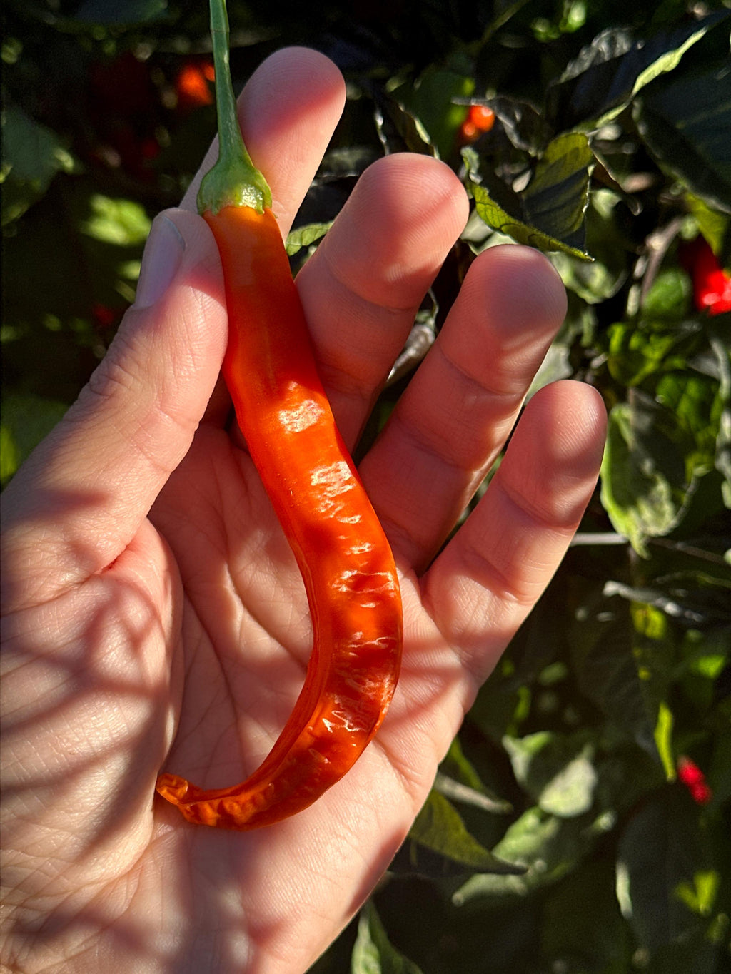 Sili-A-Top Pepper Seeds -   20+ Pepper Seeds