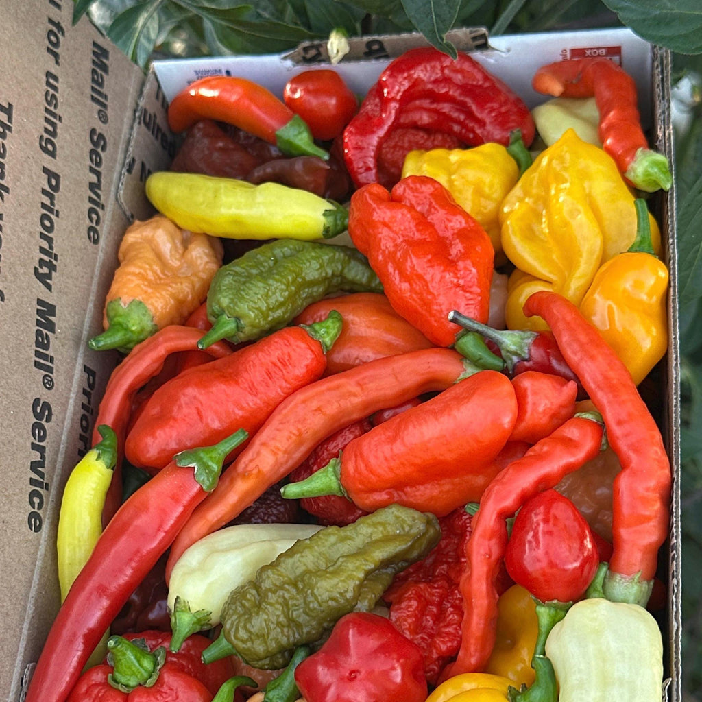 Fresh Hot Peppers -Mixed Varieties Small USPS Priority Mail Flat Rate Box